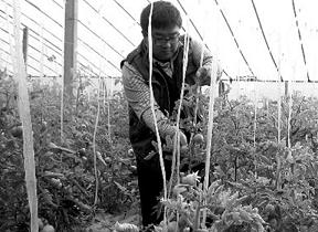 高考状元北京辞职回家种菜 成就财富神话