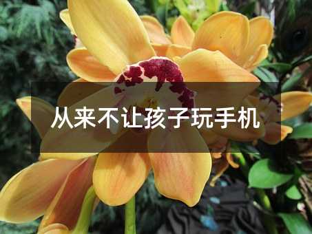 从来不让孩子玩手机