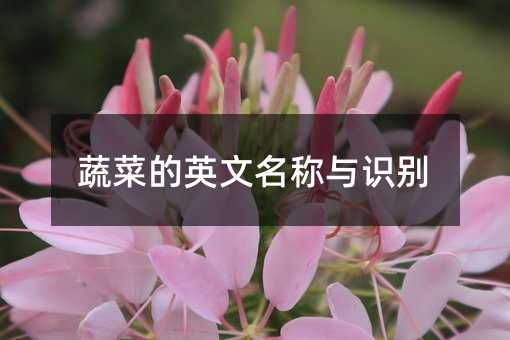 蔬菜的英文名称与识别