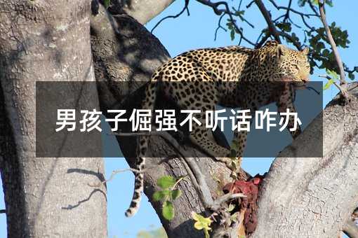 男孩子倔强不听话咋办