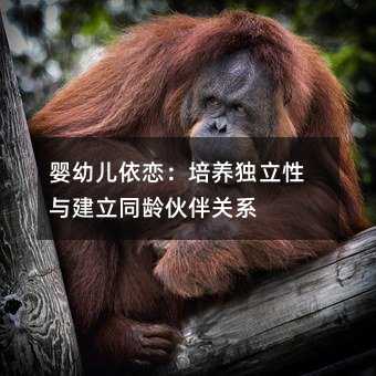 嬰幼兒依戀:培養獨立性與建立同齡伙伴關系