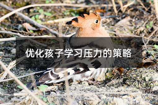 优化孩子学习压力的策略