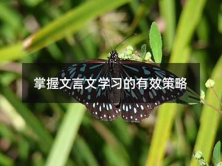 掌握文言文学习的有效策略