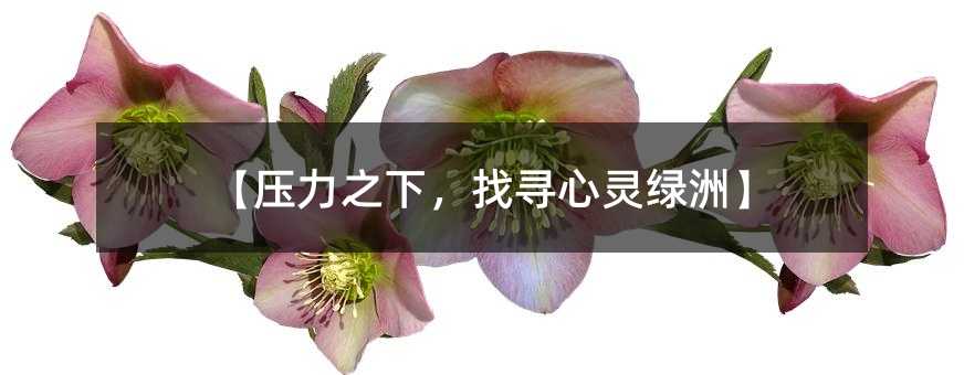 【压力之下,找寻心灵绿洲】