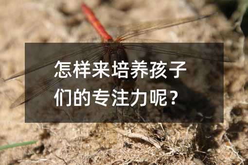 怎样来培养孩子们的专注力呢?