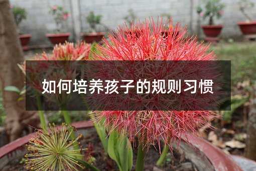 怎么样培养孩子的规则习惯