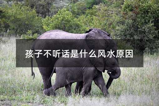 孩子不听话是什么风水原因