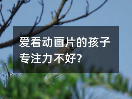 爱看动画片的孩子专注力不好?