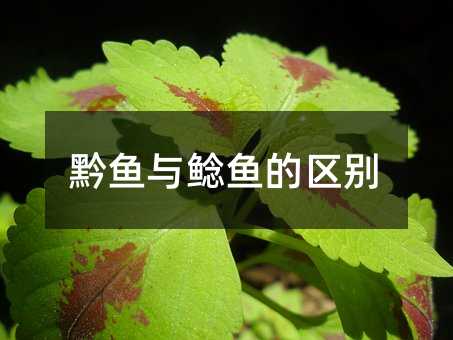 黔鱼与鲶鱼的区别