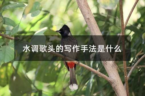 水调歌头的写作手法是什么