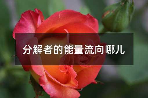 分解者的能量流向哪儿