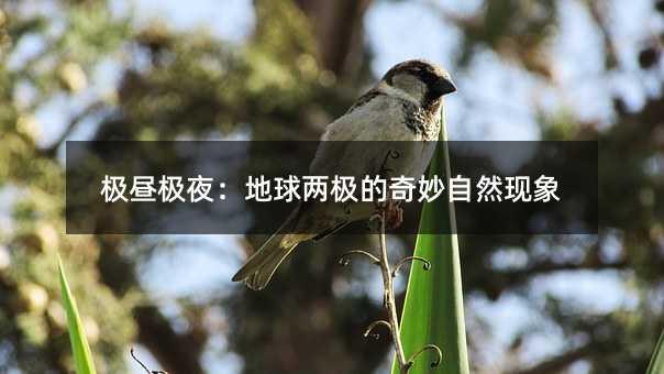 极昼极夜:地球两极的奇妙自然现象