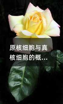 原核细胞与真核细胞的概念及其具体区别