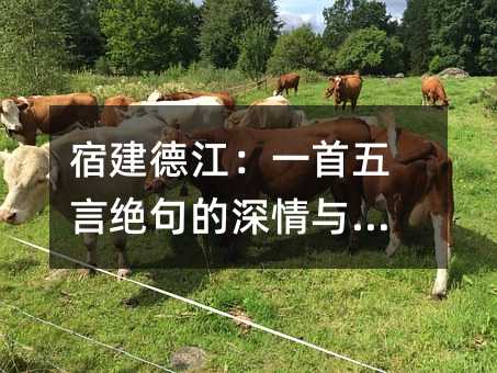 宿建德江:一首五言绝句的深情与意境