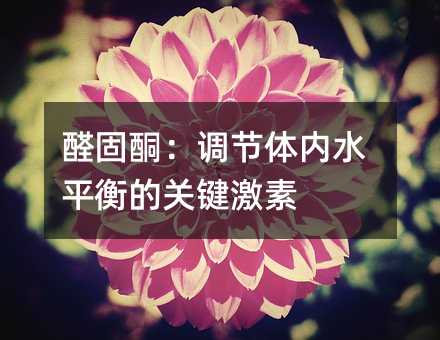 醛固酮:调节体内水平衡的关键激素