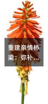 重建亲情桥梁:弥补情感空缺的艺术