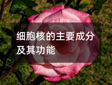 ϸ���˵���Ҫ�ɷּ��书��