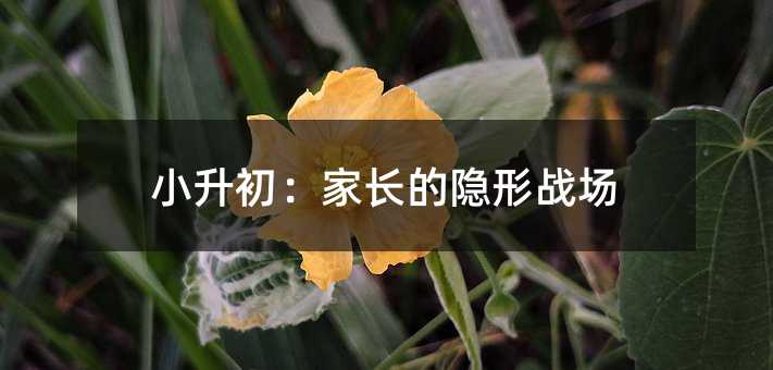 小升初:家长的隐形战场