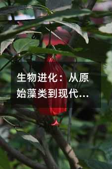 生物进化:从原始藻类到现代生物的宏伟历程