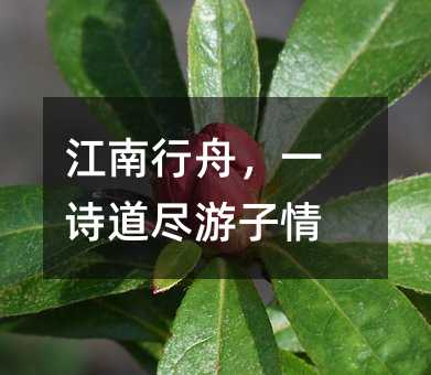 江南行舟，一诗道尽游子情