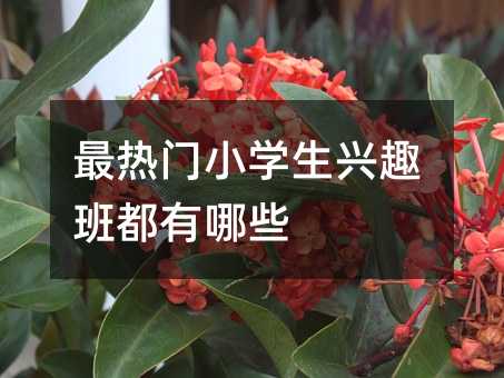 最热门小学生兴趣班都有哪些