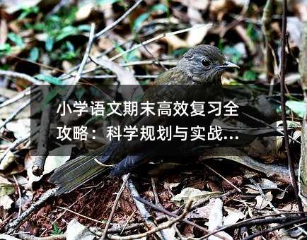 小学语文期末高效复习全攻略:科学规划与实战技巧