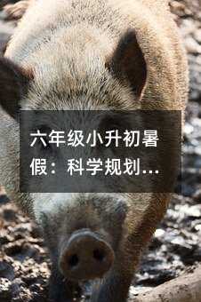 六年级小升初暑假:科学规划,轻松过渡初中的关键一步
