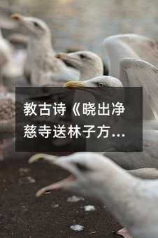 教古诗《晓出净慈寺送林子方》篇