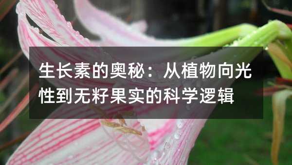 生长素的奥秘:从植物向光性到无籽果实的科学逻辑