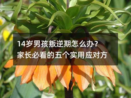 14岁男孩叛逆期怎么办?家长必看的五个实用应对方法