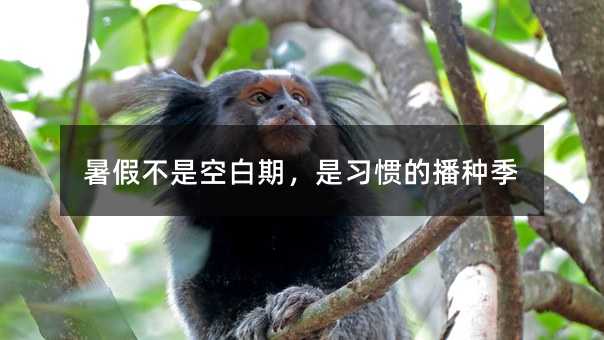 暑假不是空白期,是习惯的播种季