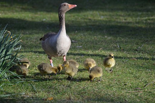 “妈妈,我们班这周组织郊游活动,每个人要...