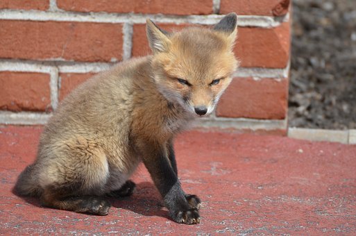 饮茶赏花则是文人雅士的活动,通过品茗赏花...