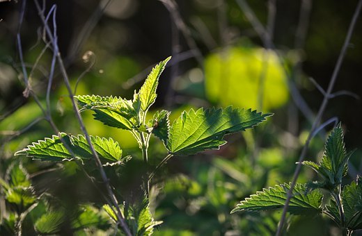 此外，棉布、麻布等也逐渐普及，成为普通百...