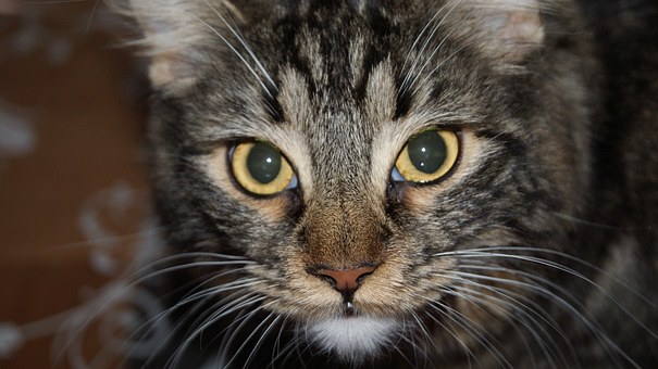 如《过故人庄》《中夜起望西园值月上》《早...