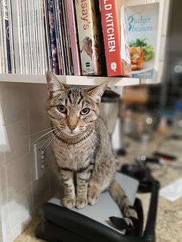 引入新知识:通过复习旧知识或设置问题情境...