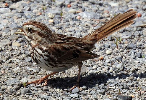 【答案与解析】选B。现在分词短语做伴随状...