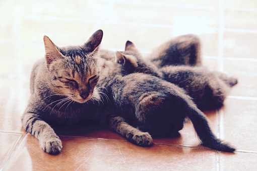 《春》感情凝重,景象凄清,风格沉郁,具有...