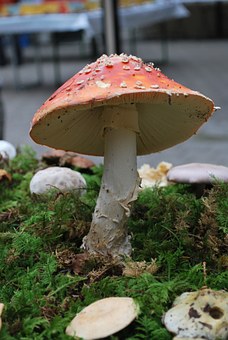 - 光照：大多数种子萌发不需要光照，但在某...