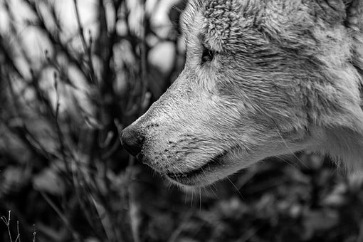 Сѧ���꼶�����ϲḴϰ�ƻ�ƪ