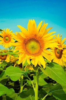 双语:公交车到底让不让座?英国人也为此争执不休