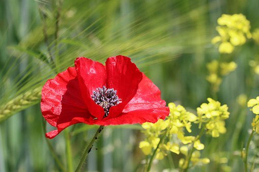 请家教中家长该怎么和家教老师相互配合?