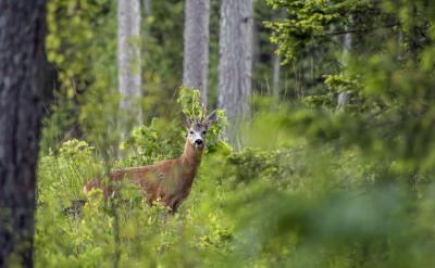 庄征君道:“世无孔子,不当在弟子之列。况...