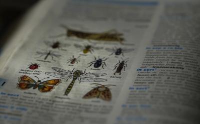 - 划分阶段：根据所学知识，将该专题划分为...