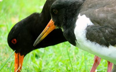 孩子完不成老师布置的作业,当他向你求助,...