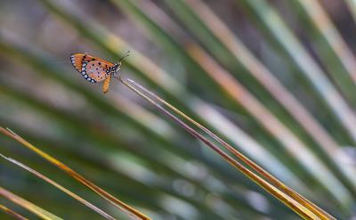 下象棋的专注力训练