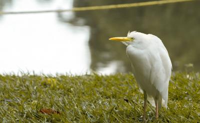 教会学生预习的方法(读课文、划出生字词、...