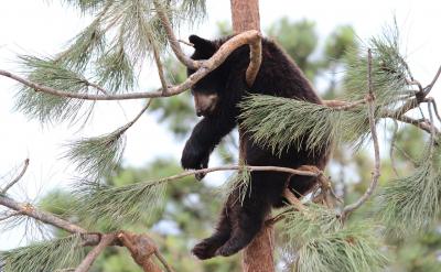 (2).蜗牛 因为他能从精神上鼓励我们去做好...