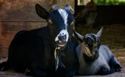 （三）父母不惜钱物——内在动力的丧失