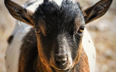 篇3:语文作文写作技巧精进指南